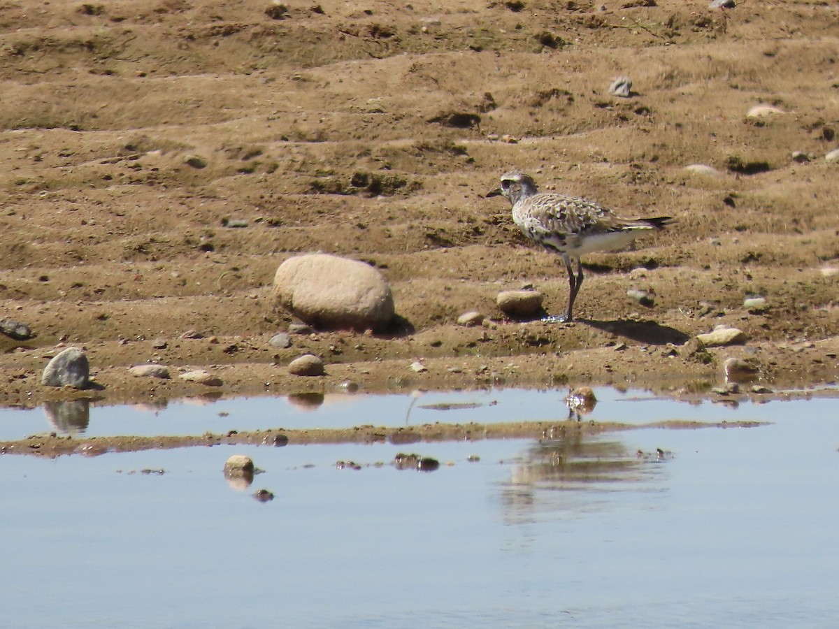 Black-bellied Plover - ML433992491