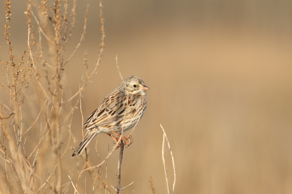 Savannah Sparrow (Ipswich) - ML43399321