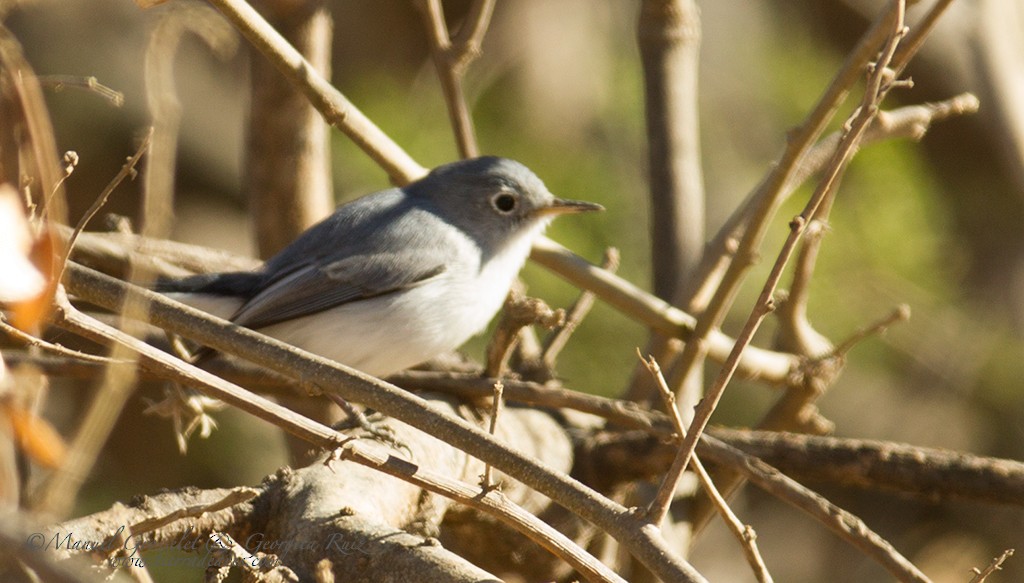 Blue-gray Gnatcatcher - ML43399331