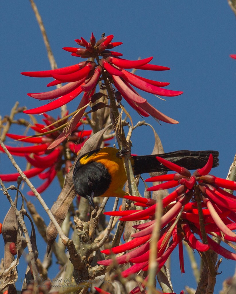 Black-vented Oriole - ML43399581