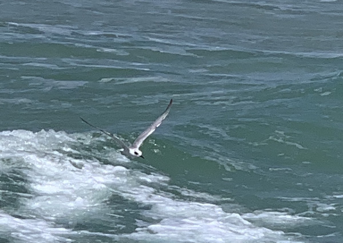 Forster's Tern - Patricia Ayres