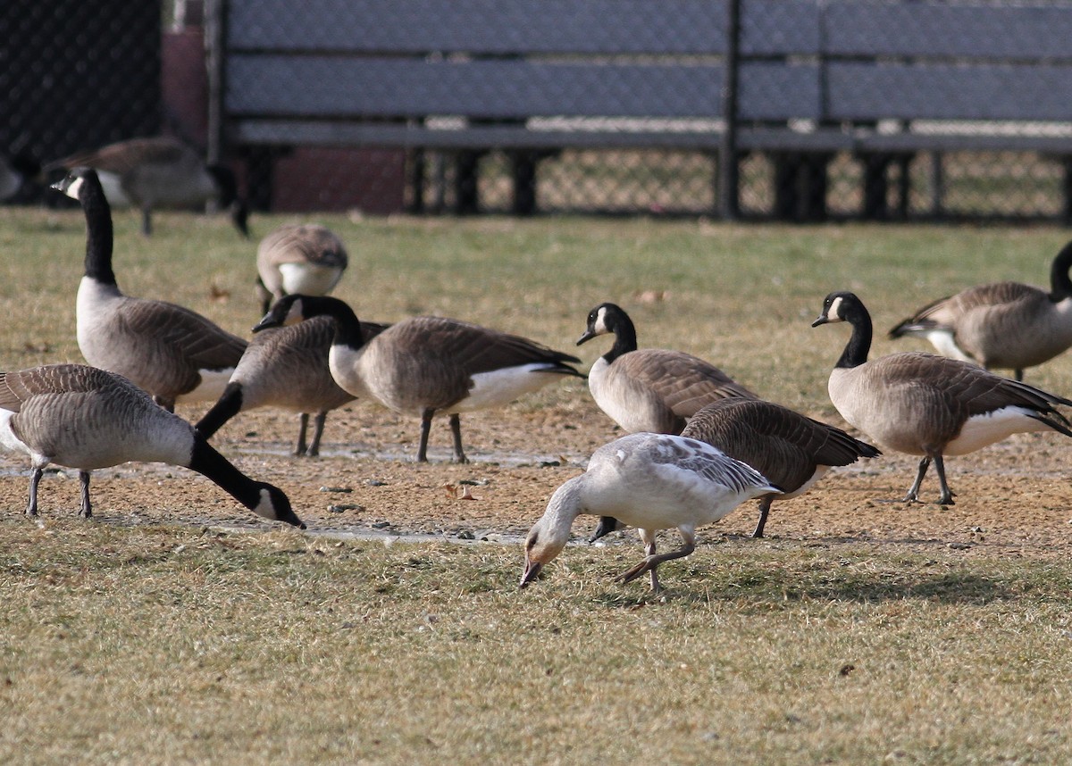 Snow Goose - ML43399601