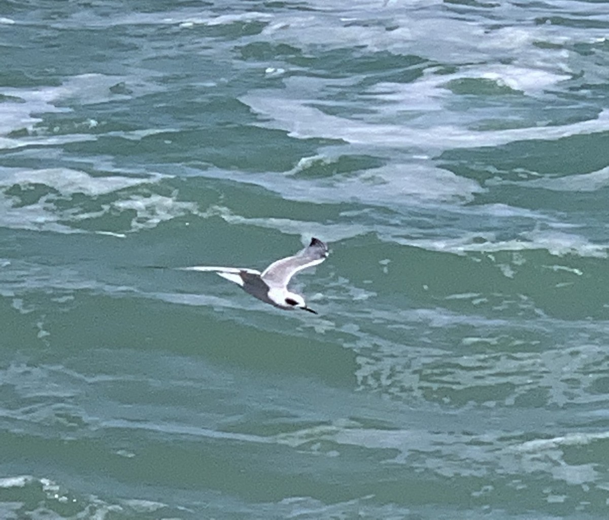 Forster's Tern - Patricia Ayres