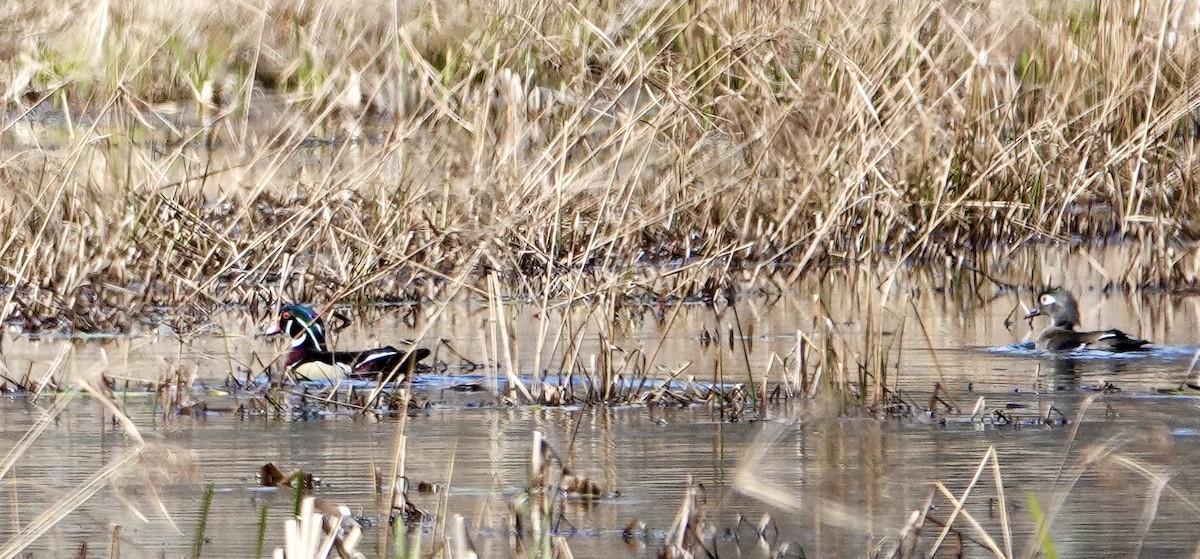 Wood Duck - ML433996221