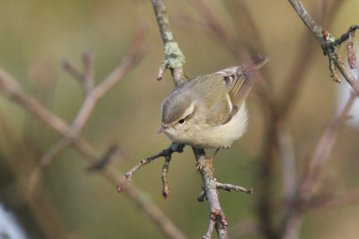 Hume's Warbler - Volker Hesse