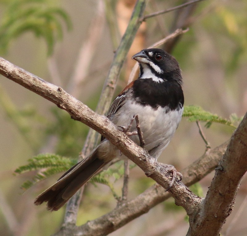 Black-chested Sparrow - Nathan Pieplow