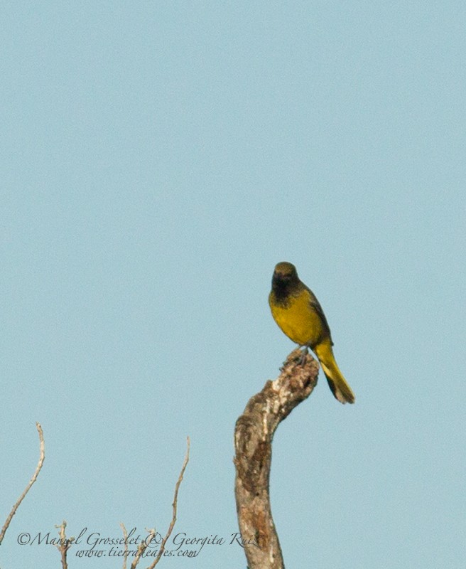 Oriole jaune-verdâtre - ML43399701