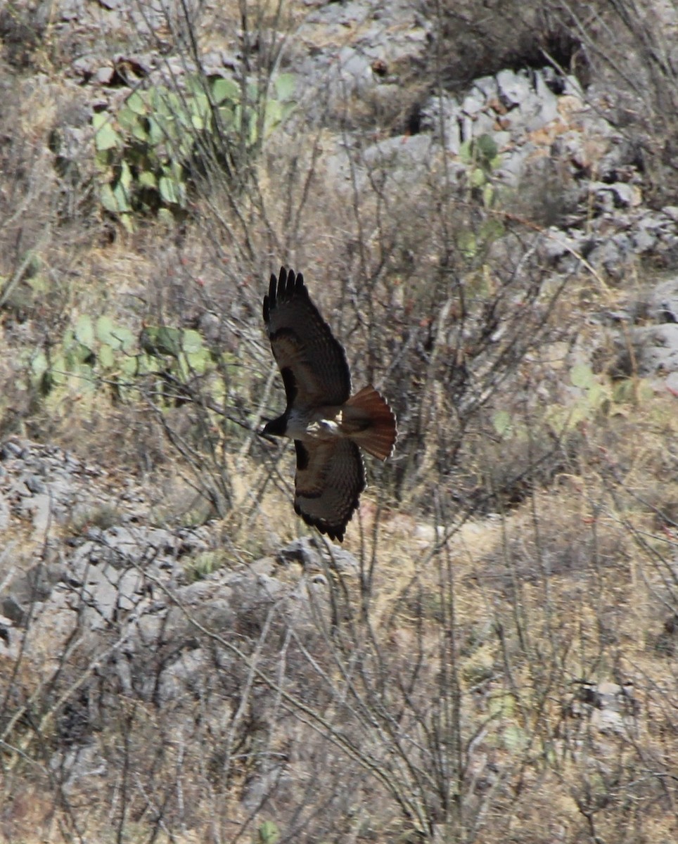 Red-tailed Hawk (calurus/alascensis) - ML433997171