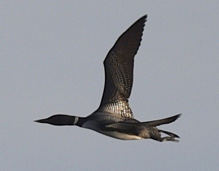 Common Loon - ML433998381