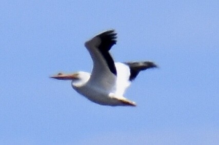 American White Pelican - ML433998631