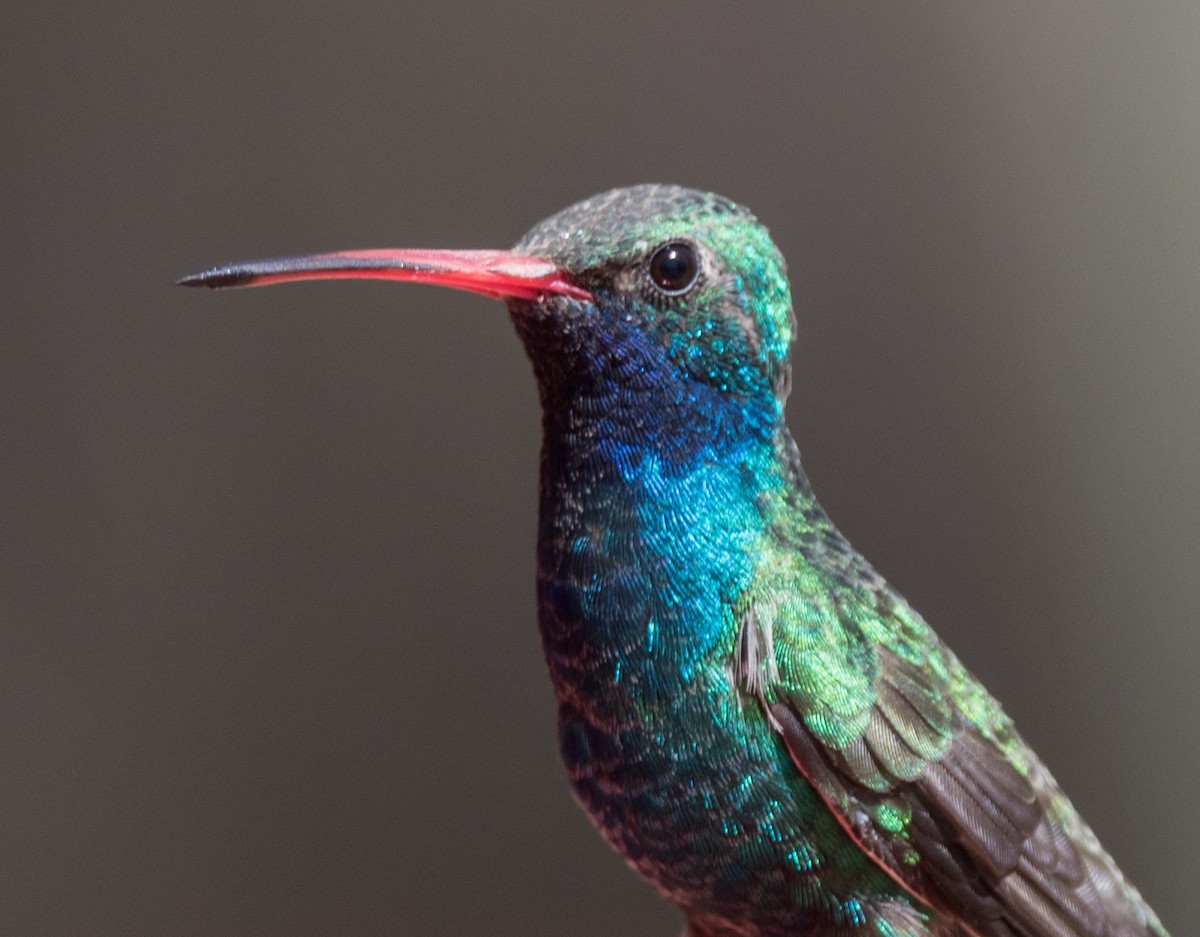 Colibrí Piquiancho Común - ML433998911