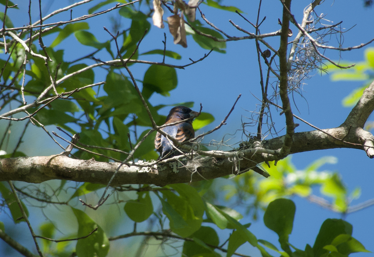 Blue Grosbeak - ML433999081