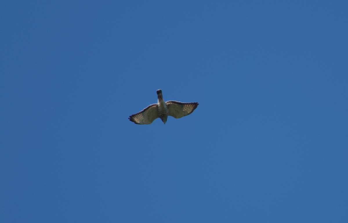 Broad-winged Hawk - ML433999651