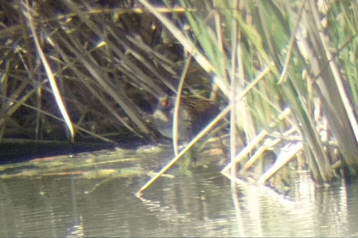 Spotted Crake - Antonio Méndez Lorenzo