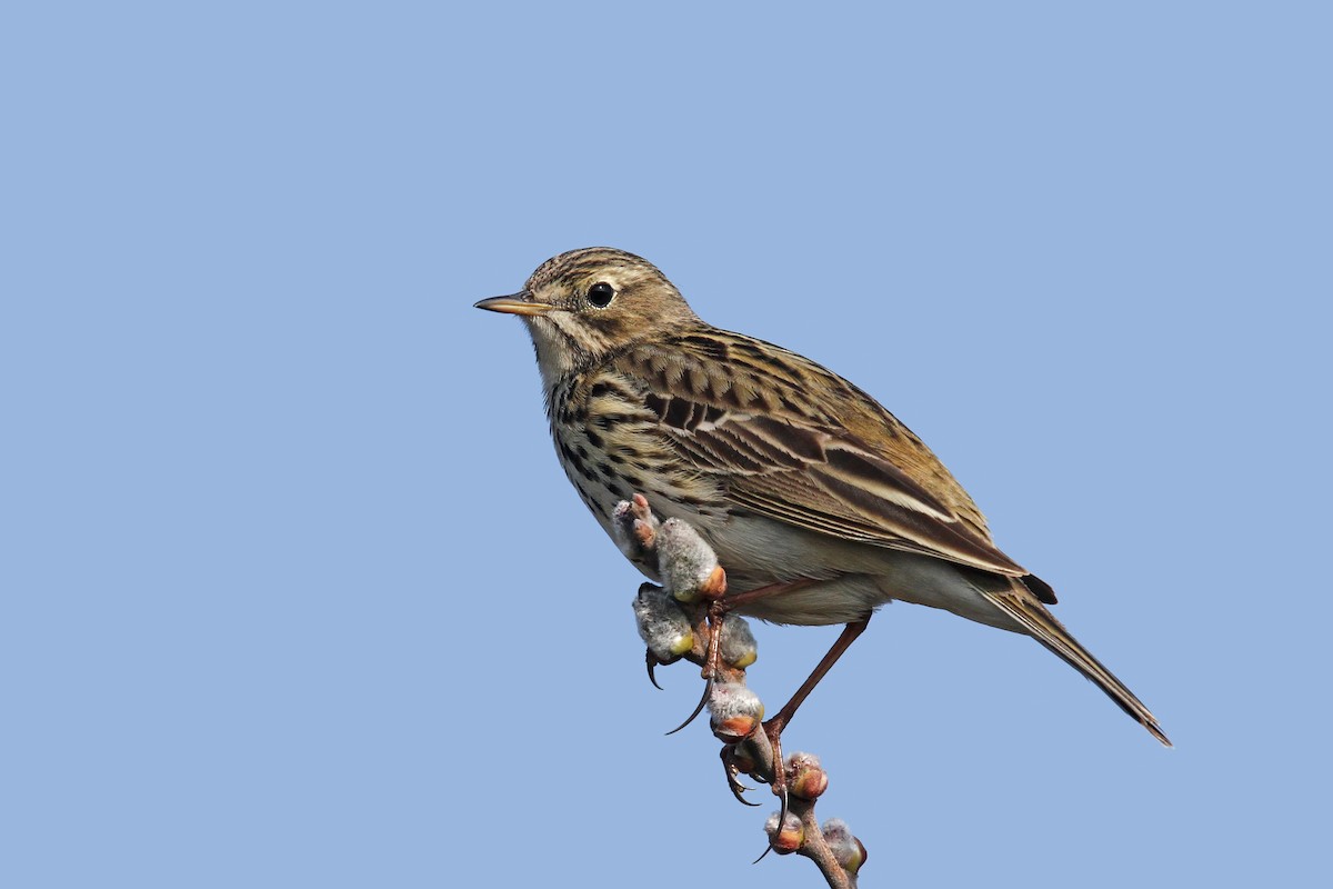 Meadow Pipit - ML43400001