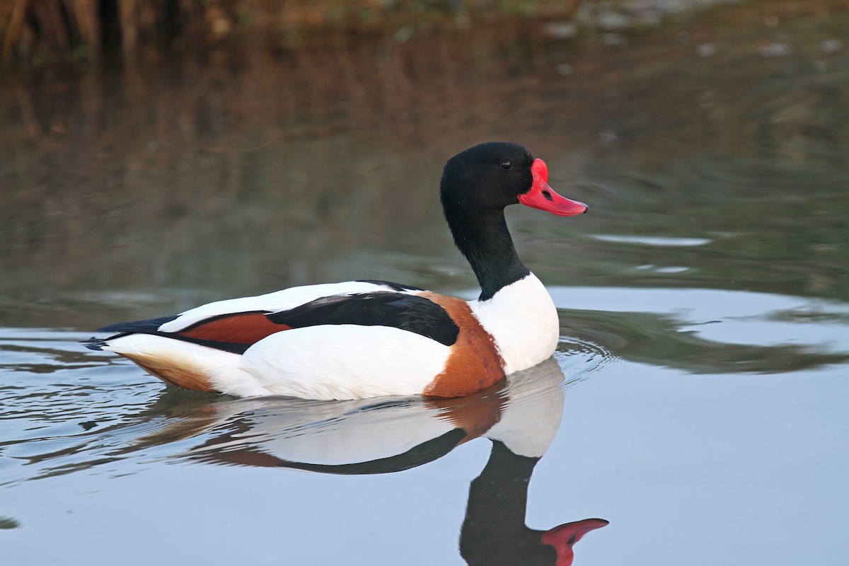 Common Shelduck - Volker Hesse