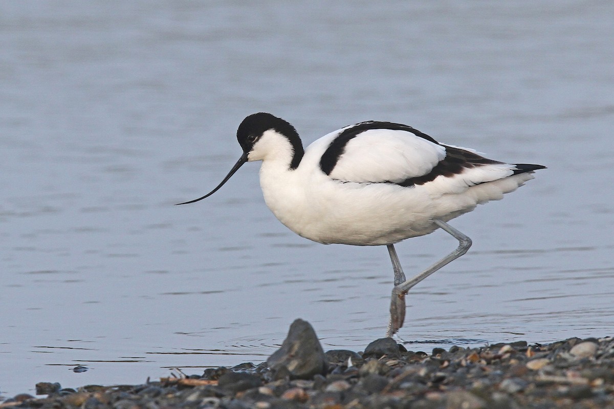 Pied Avocet - Volker Hesse