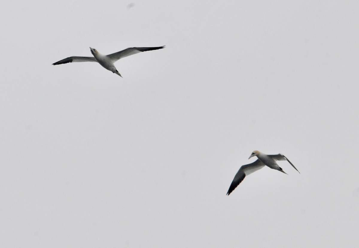 Northern Gannet - ML434001481