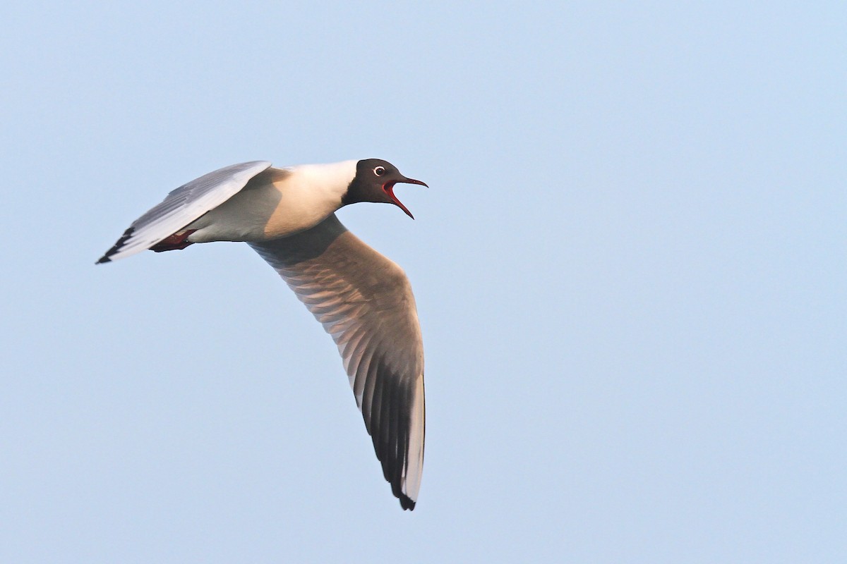 Black-headed Gull - ML43400161