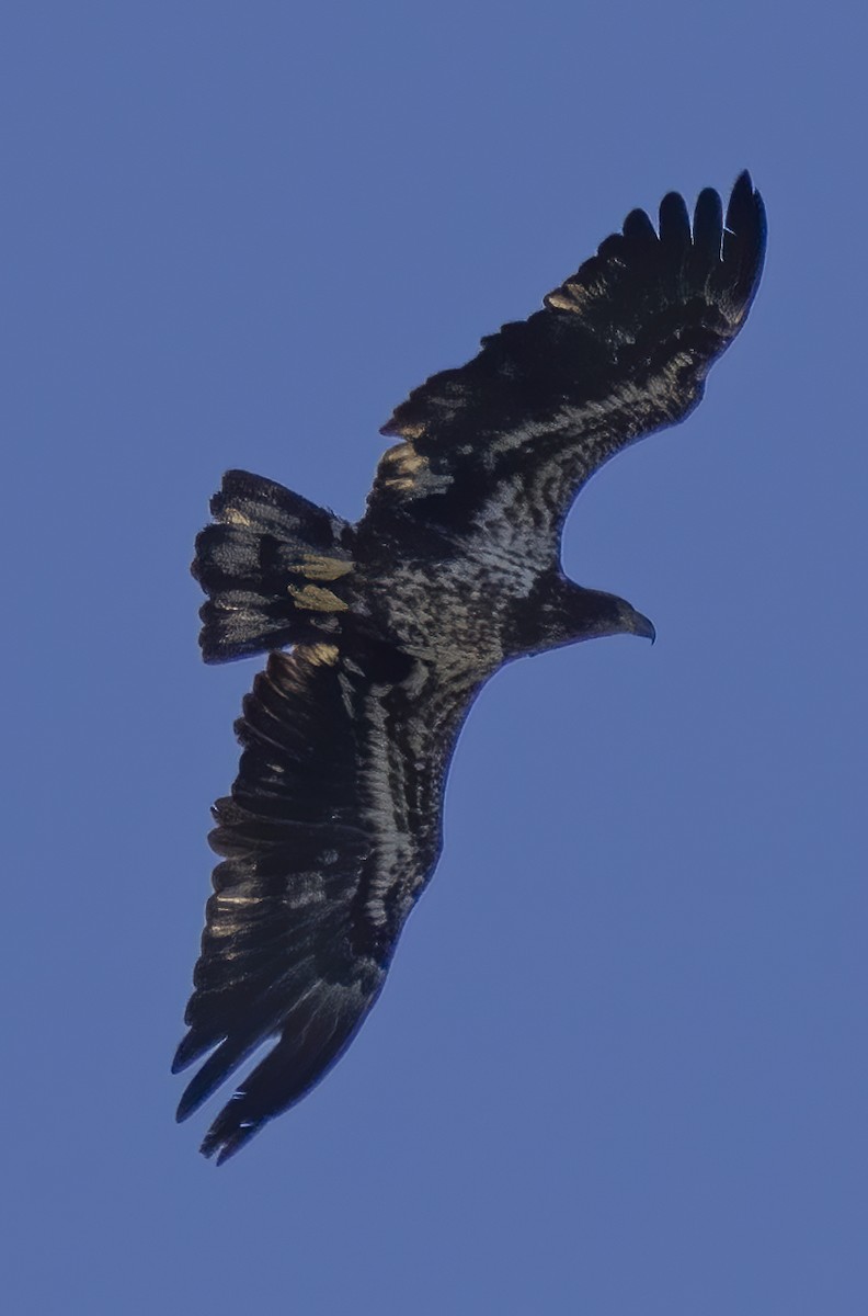 Bald Eagle - ML434001751