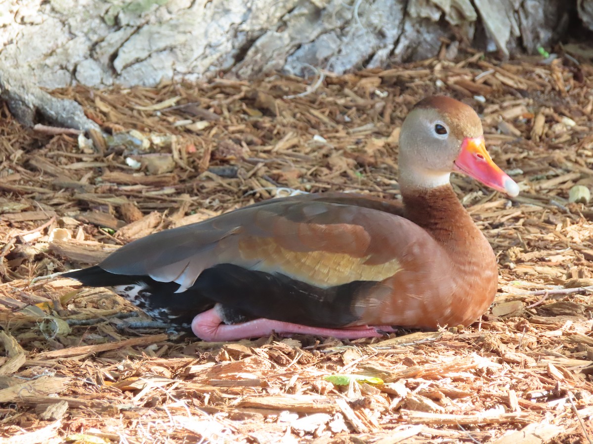 Black-bellied Whistling-Duck - ML434002961