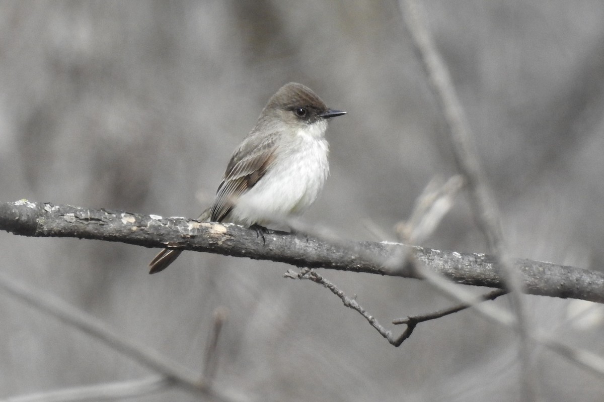 Eastern Phoebe - ML434003341