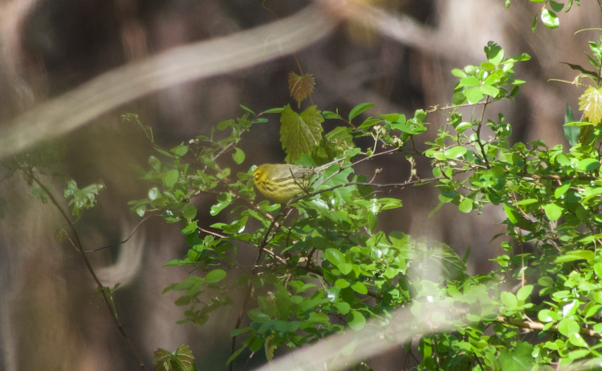 Prairie Warbler - ML434003371