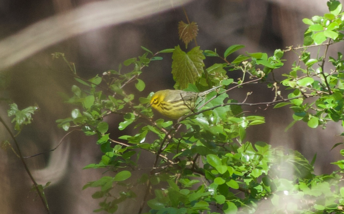 Prairie Warbler - ML434003741