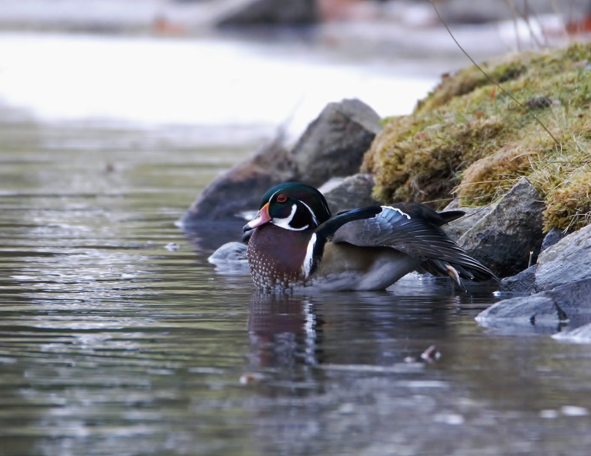 Wood Duck - ML43400441