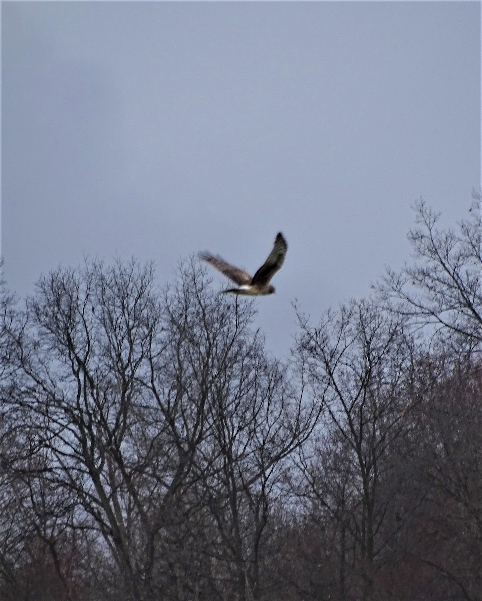 Northern Harrier - ML434005401