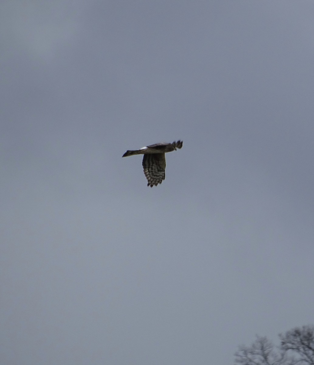 Northern Harrier - ML434005431