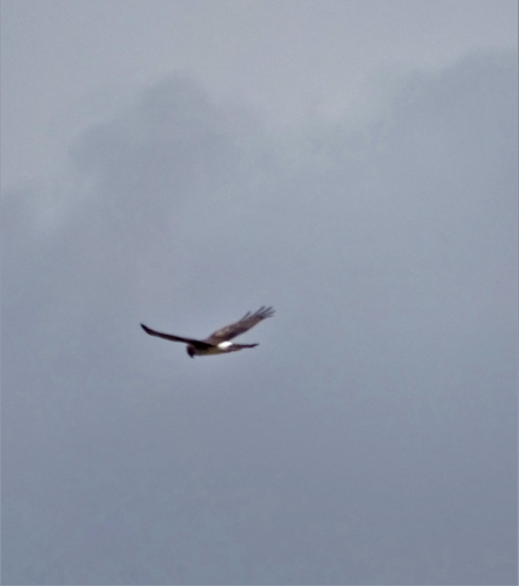 Northern Harrier - ML434005461