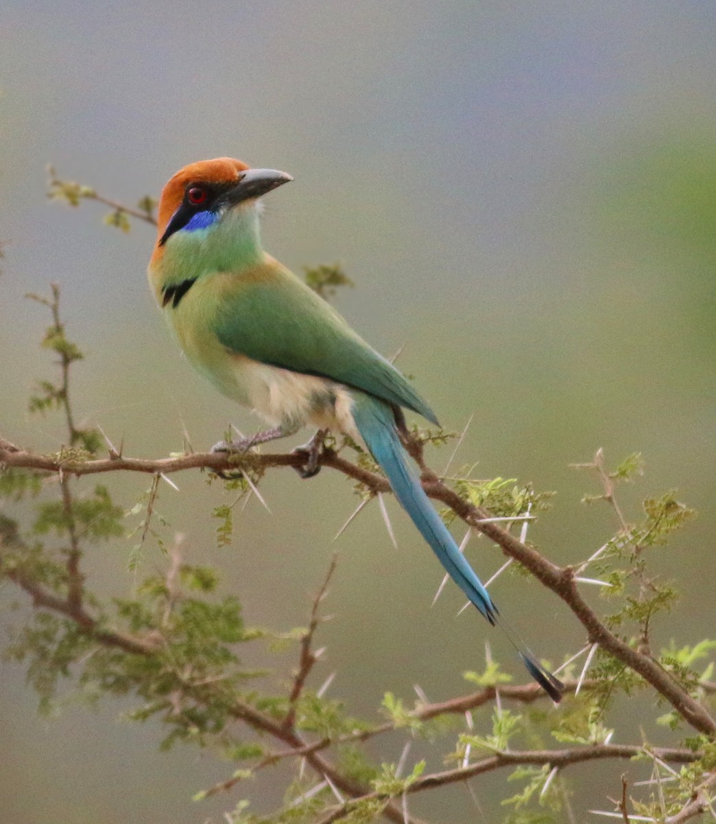 Russet-crowned Motmot - ML43400751