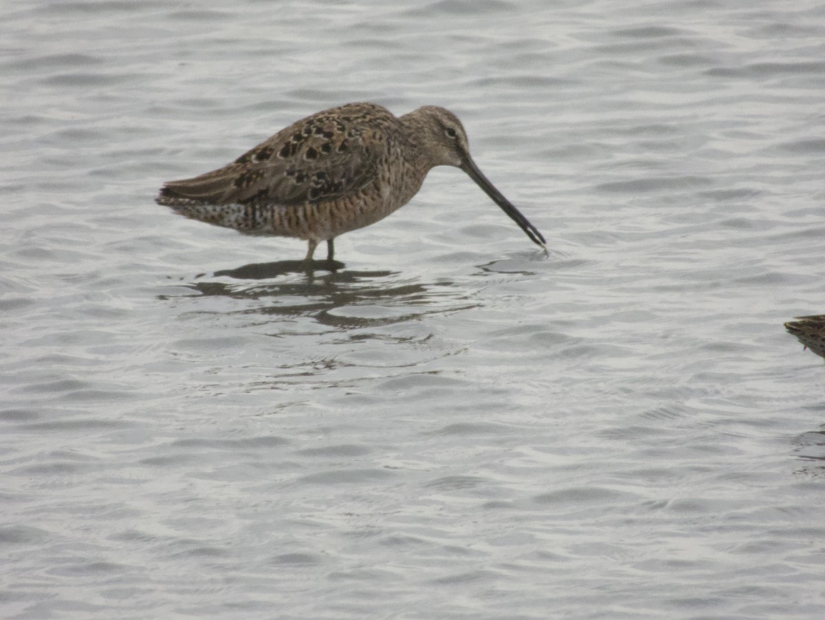 Long-billed Dowitcher - Chris Blaes