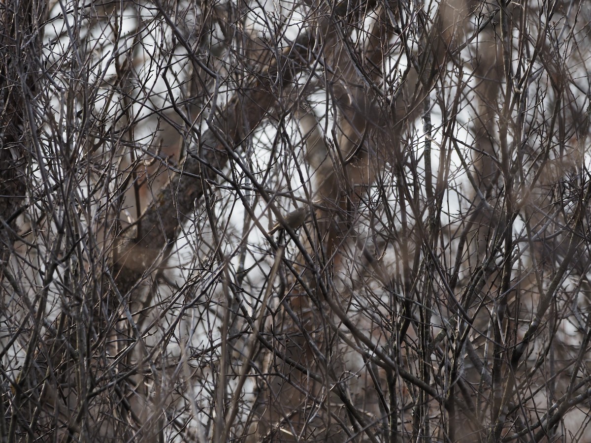 Ruby-crowned Kinglet - ML434007671