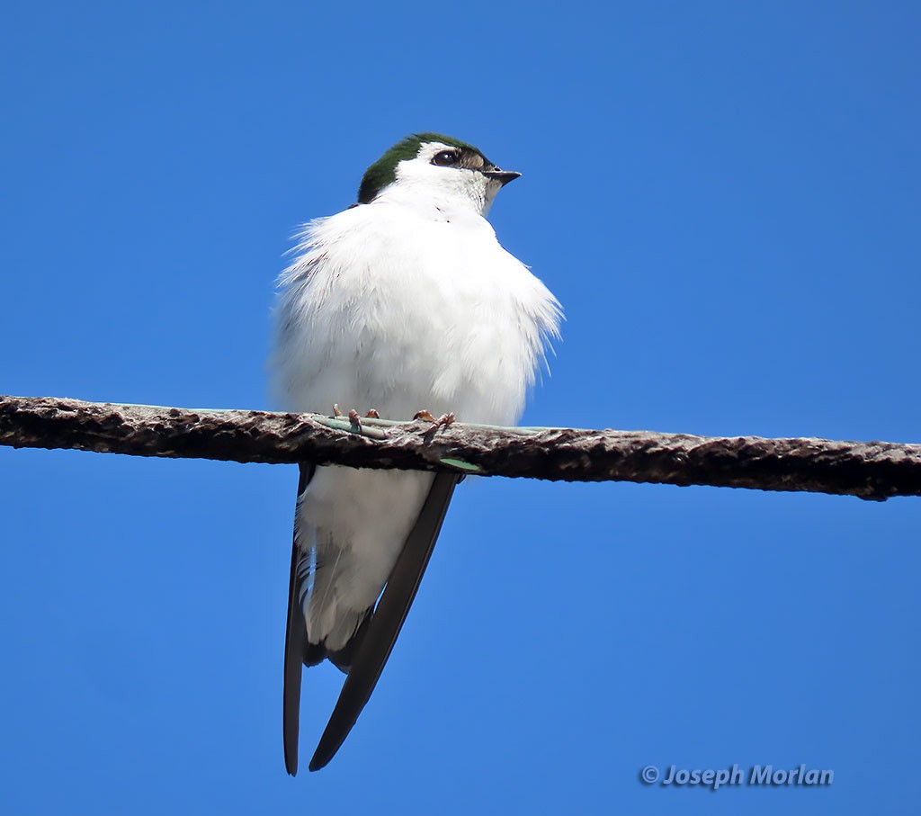 Violet-green Swallow - ML434007691