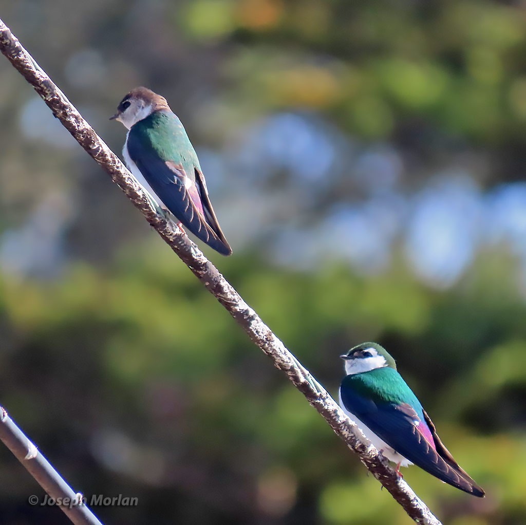 Golondrina Verdemar - ML434007711