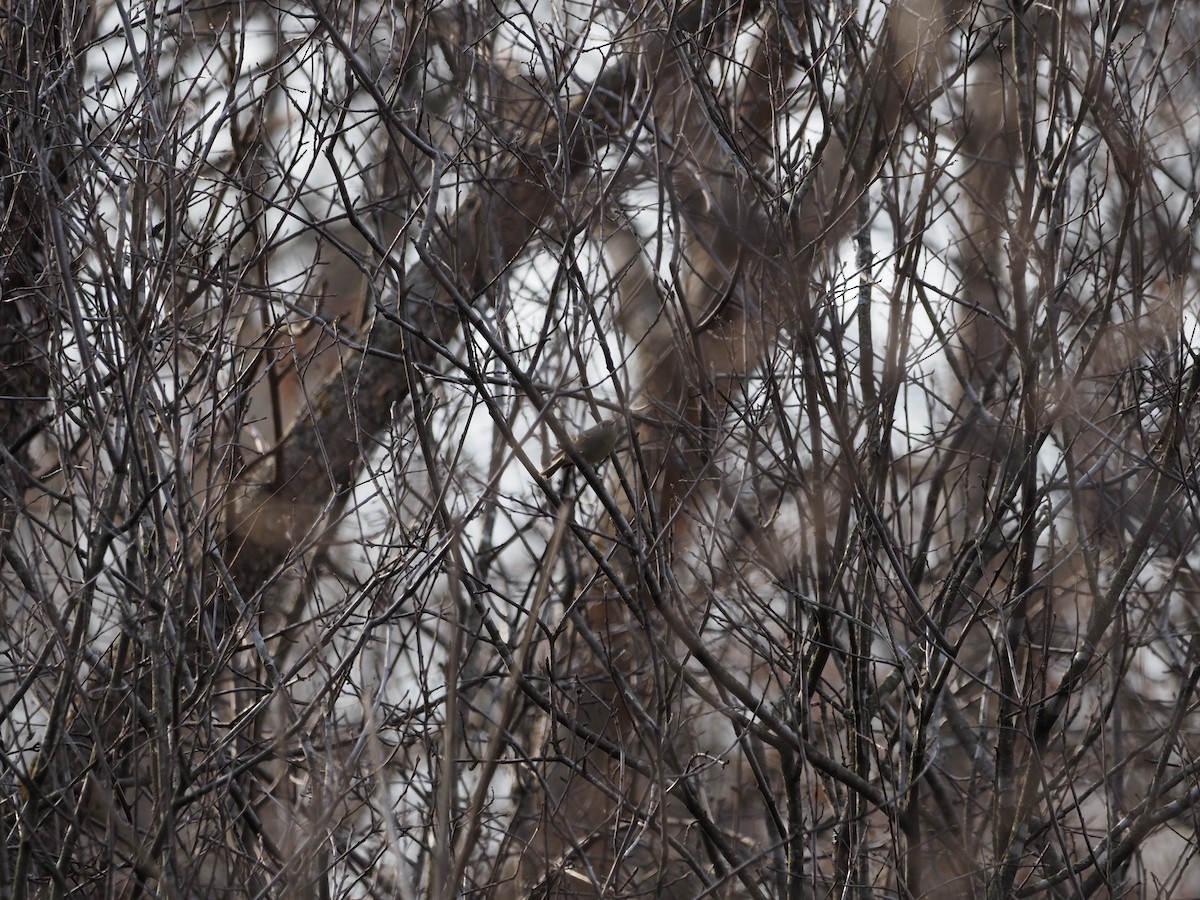 Ruby-crowned Kinglet - ML434007881