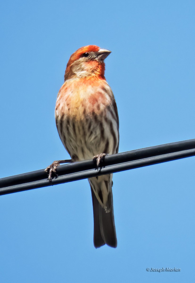 House Finch - Joseph Morlan