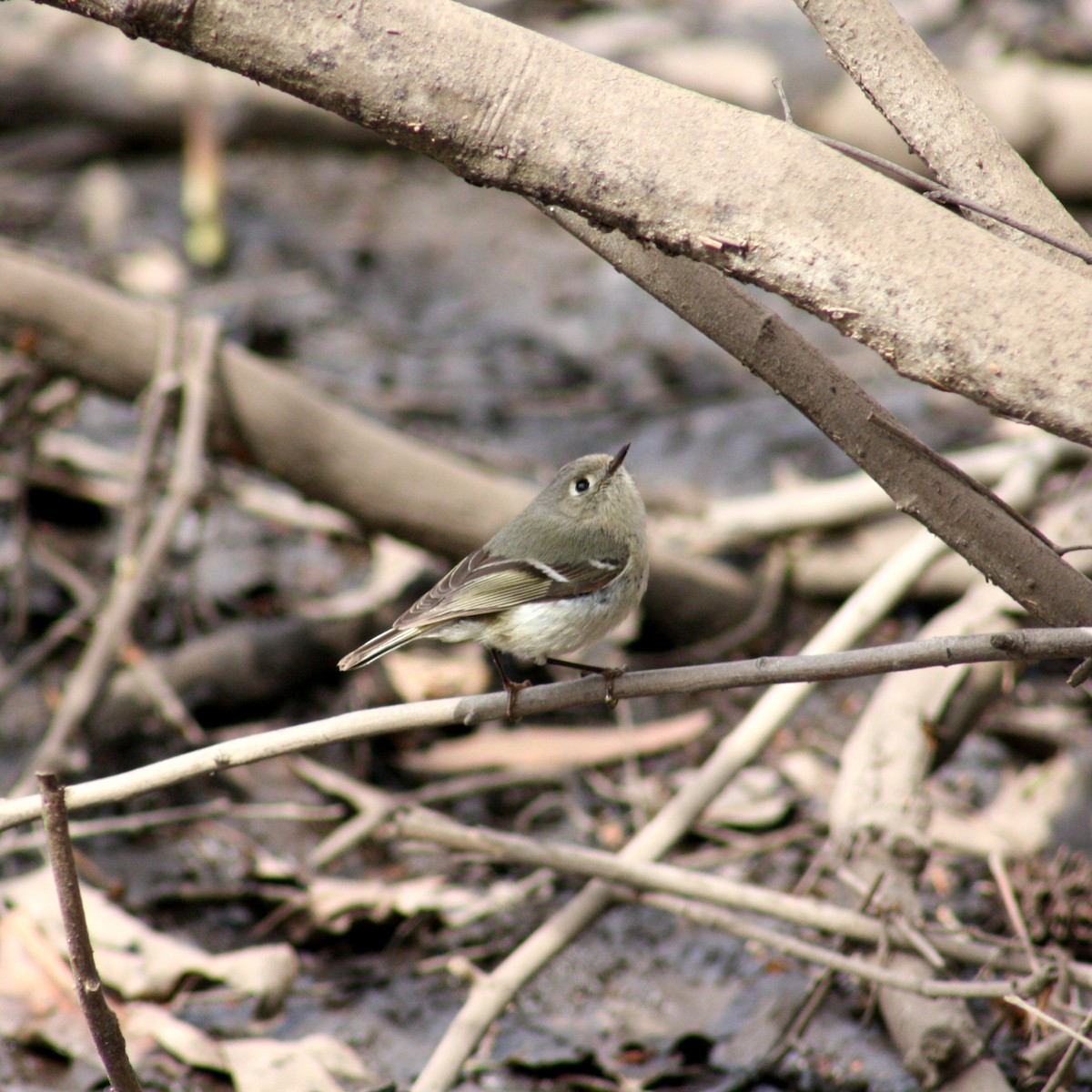 Ruby-crowned Kinglet - ML434008081