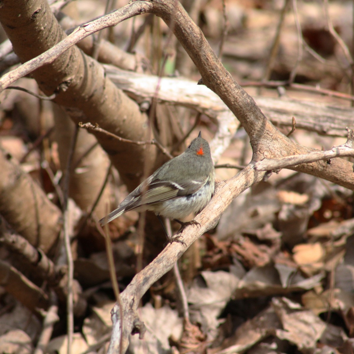 Ruby-crowned Kinglet - ML434008121