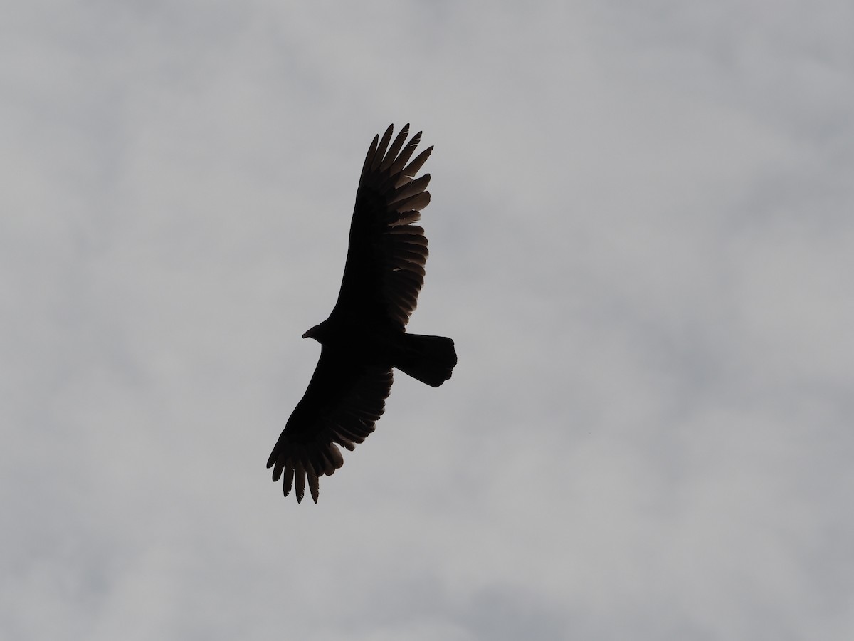 Turkey Vulture - ML434008321