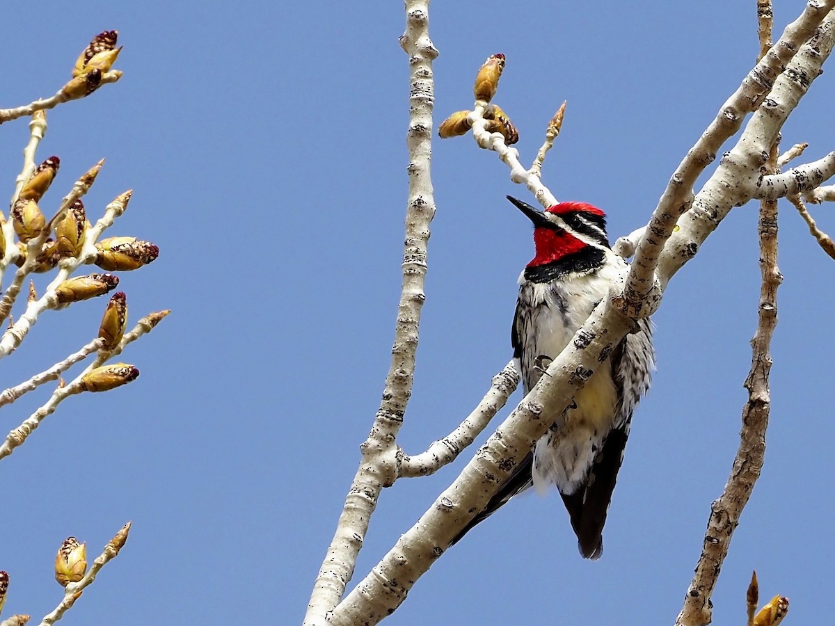 Red-naped Sapsucker - ML434008331