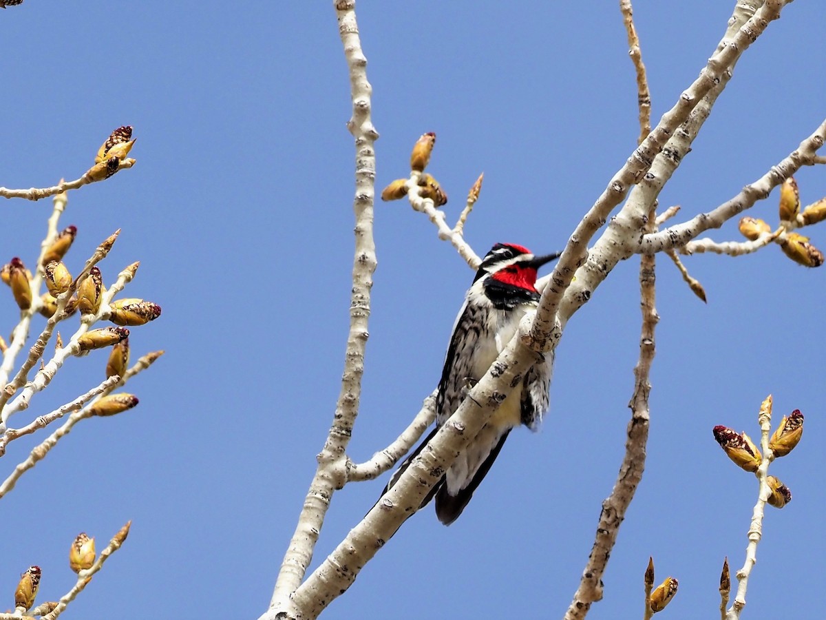 Red-naped Sapsucker - ML434008431