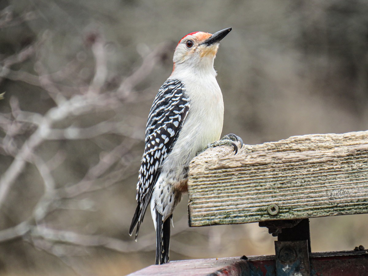 Red-bellied Woodpecker - Jan Sathya