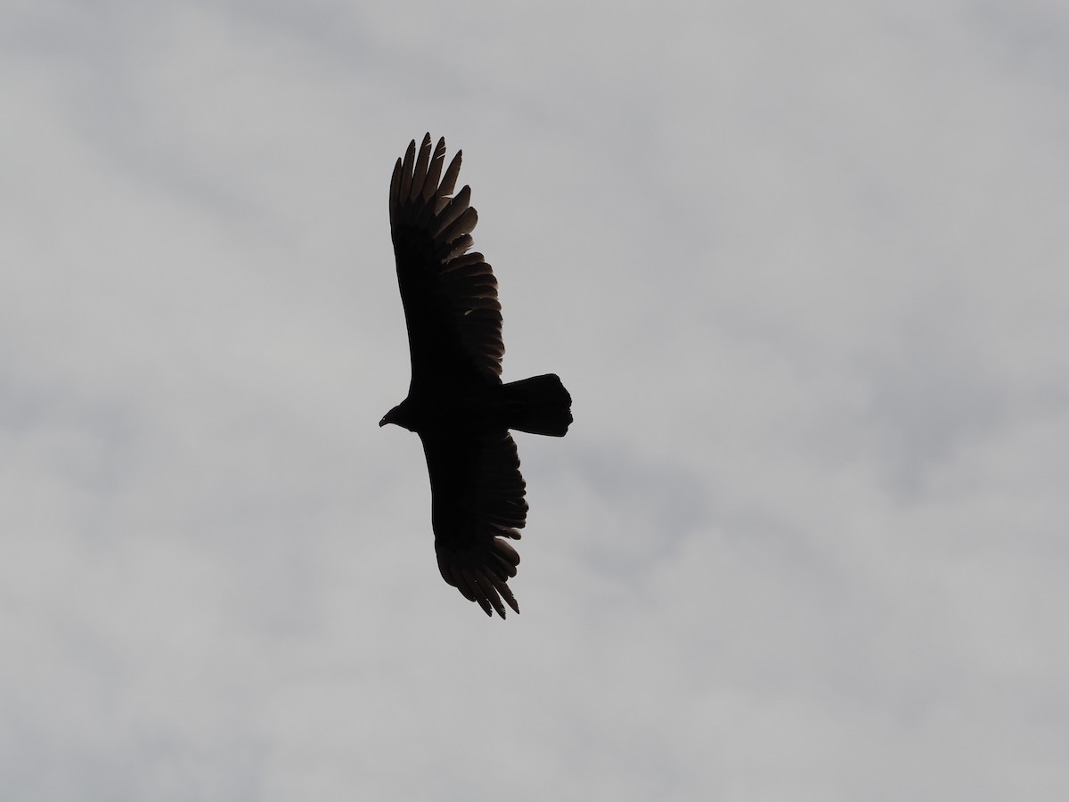 Turkey Vulture - ML434009591