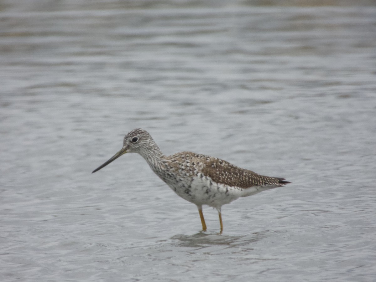 Greater Yellowlegs - Chris Blaes