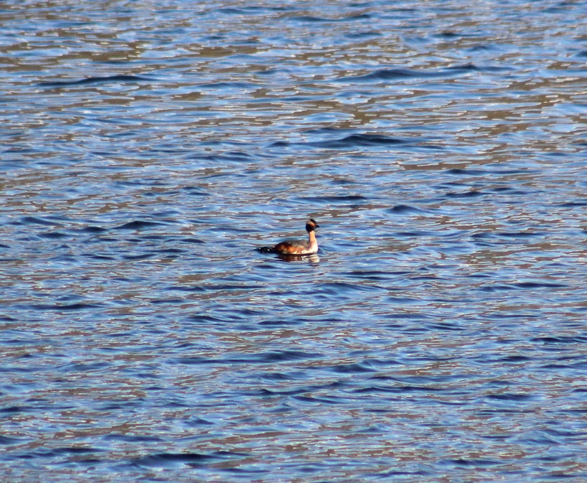 Horned Grebe - ML434009981