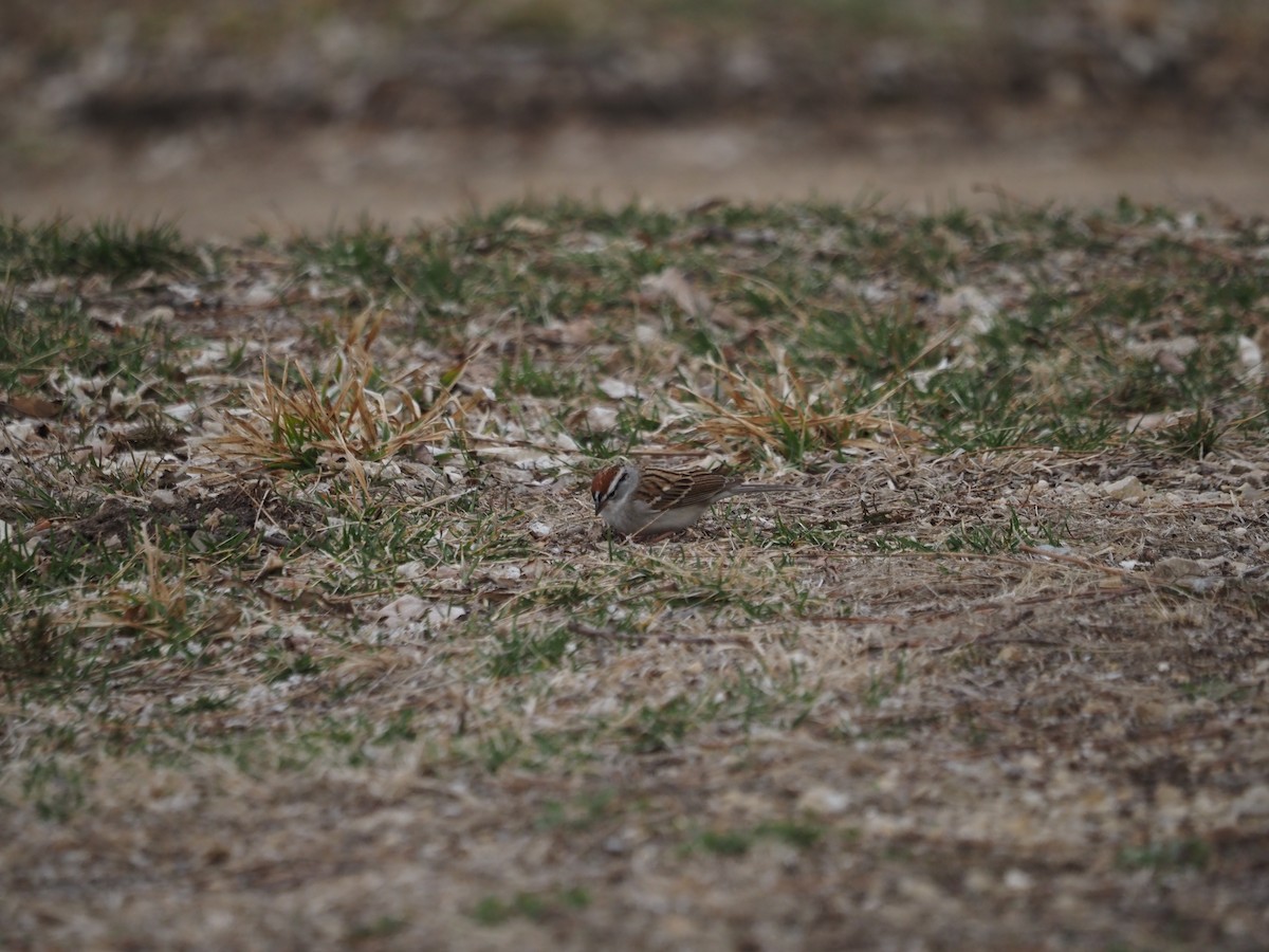 Chipping Sparrow - ML434010541