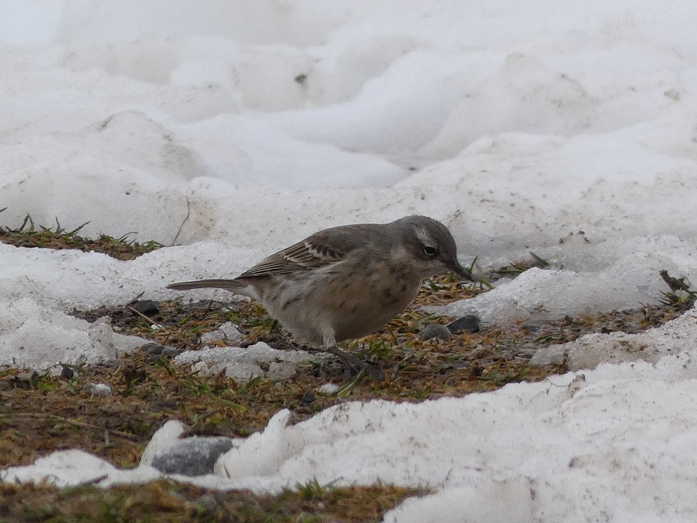 Water Pipit - ML434010561